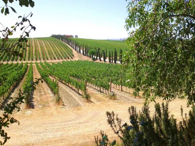 Montepulciano - Region Toskana